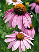 ECHINACEA PURPUREA BRAVADO