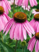 ECHINACEA PURPUREA BRAVADO