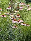 ECHINACEA PURPUREA OVATION