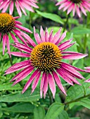 ECHINACEA PURPUREA PICA BELLE