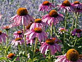 ECHINACEA PURPUREA RUBY STAR