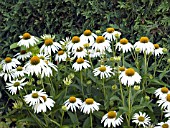 ECHINACEA PURPUREA WHITE SWAN