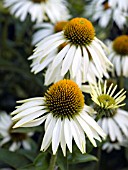 ECHINACEA PURPUREA WHITE SWAN