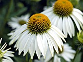 ECHINACEA PURPUREA WHITE SWAN