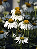 ECHINACEA PURPUREA WHITE SWAN