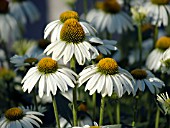 ECHINACEA PURPUREA WHITE SWAN