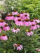 ECHINACEA PURPUREA (CONEFLOWER)