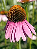 ECHINACEA PURPUREA (CONEFLOWER)