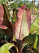 ENSETE VENTRICOSUM MAURELII, (RED ABYSSINIAN BANANA)