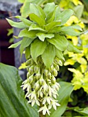 EUCOMIS COMOSA (PINEAPPLE LILY)