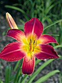 HEMEROCALLIS ALL AMERICA CHIEF