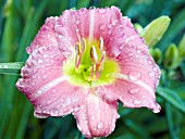 HEMEROCALLIS CORAL DIAMOND