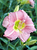 HEMEROCALLIS CORAL DIAMOND