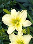 HEMEROCALLIS DEWEY FRESH