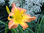 HEMEROCALLIS HIGHLAND PINCHED FINGERS