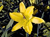 HEMEROCALLIS HYPERION SUPREME