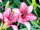 HEMEROCALLIS RASPBERRY FROLIC