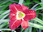 HEMEROCALLIS SEDUCTOR