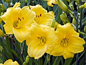 HEMEROCALLIS STELLA D ORO