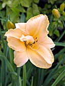 HEMEROCALLIS TANGERINE TWIST