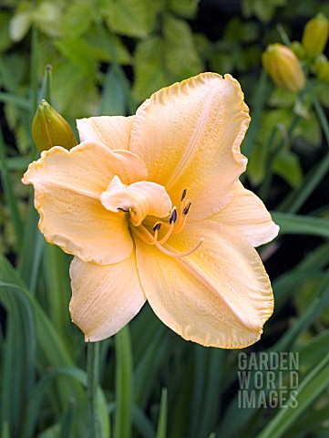 HEMEROCALLIS_TANGERINE_TWIST