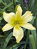 HEMEROCALLIS YELLOW STONE