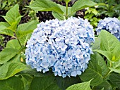 HYDRANGEA MACROPHYLLA ENDLESS SUMMER