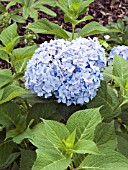 HYDRANGEA MACROPHYLLA ENDLESS SUMMER