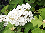 HYDRANGEA QUERCIFOLIA (OAK LEAF HYDRANGEA)