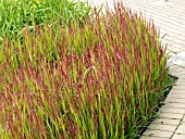 IMPERATA CYLINDRICA RED BARON