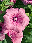 LAVATERA TRIMESTRIS TWINS HOT PINK