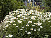 LEUCANTHEMUM SUPERBUM (SHASTA DAISY)