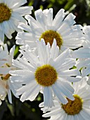 LEUCANTHEMUM SUPERBUM ALASKA