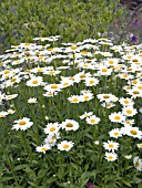 LEUCANTHEMUM SUPERBUM (SHASTA DAISY)