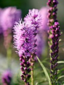 LIATRIS SPICATA