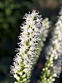 LIATRIS SPICATA FLORISTAN WHITE