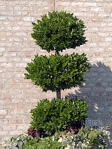 LIGUSTRUM_JAPONICUM_TEXANUM_WAXLEAF