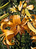 LILIUM ORANGE STAR