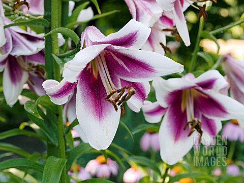 LILIUM_SILK_ROAD