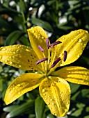 LILIUM SUNRAY