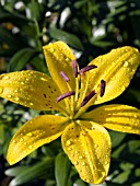 LILIUM SUNRAY