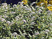 LYSIMACHIA CLETHROIDES (GOOSENECK LOOSESTRIFE)