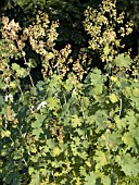 MACLEAYA CORDATA (PLUME POPPY)