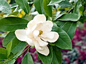 MAGNOLIA VIRGINIANA (SWEETBAY MAGNOLIA)