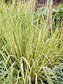 MOLINIA CAERULEA VARIEGATA, (PURPLE MOOR GRASS)