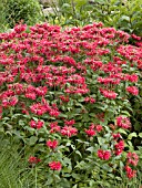 MONARDA DIDYMA CAMBRIDGE SCARLET