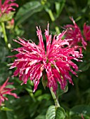 MONARDA DIDYMA CORAL REEF