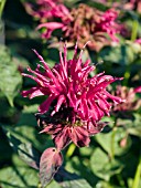 MONARDA DIDYMA RASPBERRY WINE