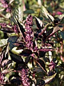 OCIMUM BASILICUM ARARAT