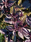 OCIMUM BASILICUM RED RUBIN